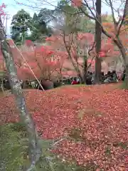 東福禅寺（東福寺）の自然