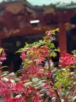 赤坂氷川神社(東京都)