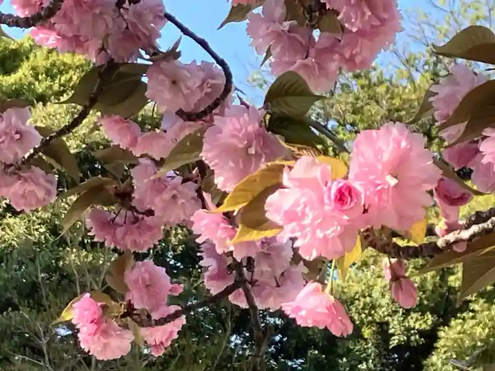 靖國神社の自然