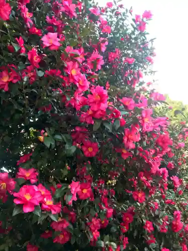 藤森神社の自然