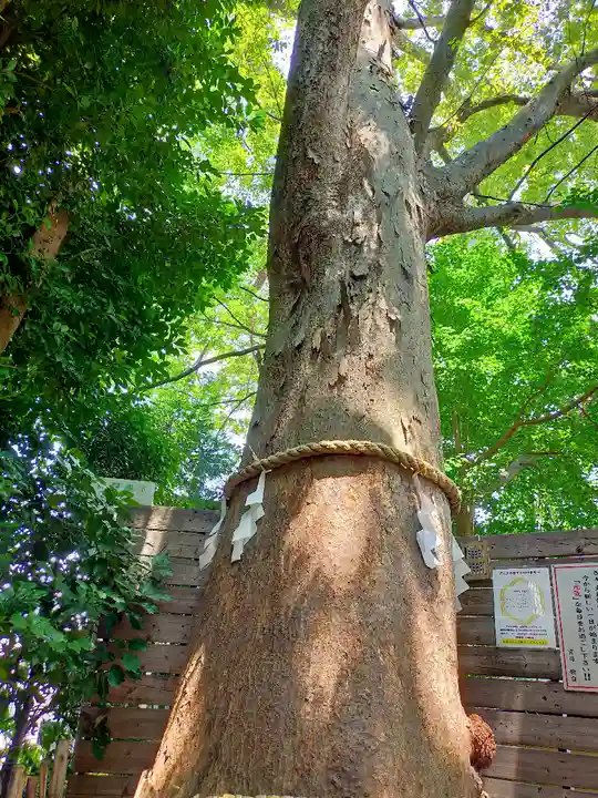 鎮守氷川神社の自然