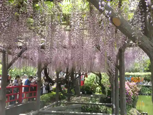 亀戸天神社の庭園