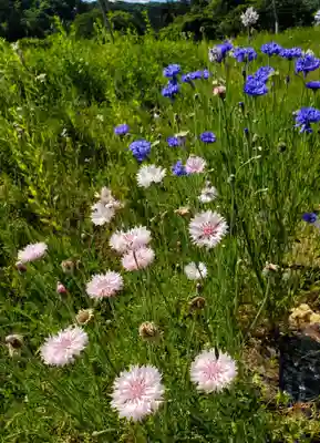 高司神社〜むすびの神の鎮まる社〜(福島県)