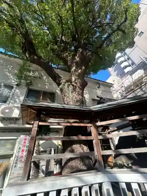 鳥越神社(東京都)