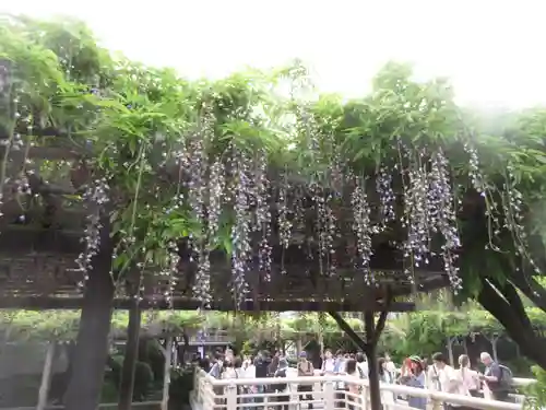 亀戸天神社(東京都)