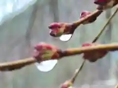 山家神社の自然