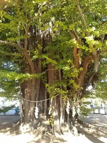 葛飾八幡宮(千葉県)