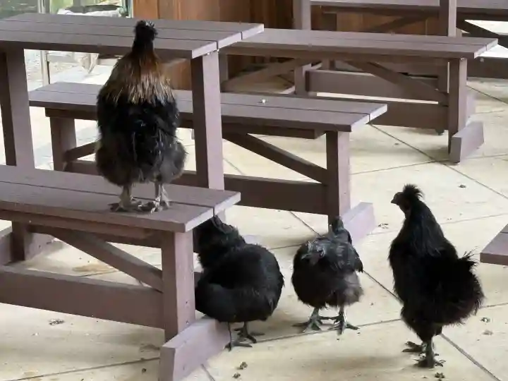 石上神宮の{uncategorized: "未分類", other: "その他", undefined: "問題あり", building: "その他建物", grave: "お墓", sacred_gate: "鳥居", guardian: "狛犬", statue: "像", buddha: "仏像", history: "歴史", nature: "自然", garden: "庭園", animal: "動物", pagoda: "塔", temizu: "手水舎", mountain_gate: "山門・神門", sanctuary: "本殿・本堂", subordinate: "末社・摂社", art: "芸術", scenery: "景色", jizo: "地蔵", ema: "絵馬", goshuin: "御朱印", omikuji: "おみくじ", items: "授与品その他", amulet: "お守り", goshuincho: "御朱印帳", eats: "食事", festival: "お祭り", votive_dance: "神楽", shichigosan: "七五三参", wedding: "結婚式", experience: "体験その他", initially: "初詣", around: "周辺", anti_infection: "感染症対策"}