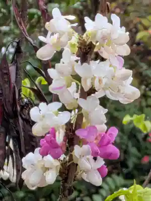 成子天神社(東京都)