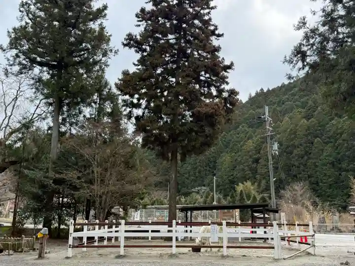 丹生川上神社(下社)の{uncategorized: "未分類", other: "その他", undefined: "問題あり", building: "その他建物", grave: "お墓", sacred_gate: "鳥居", guardian: "狛犬", statue: "像", buddha: "仏像", history: "歴史", nature: "自然", garden: "庭園", animal: "動物", pagoda: "塔", temizu: "手水舎", mountain_gate: "山門・神門", sanctuary: "本殿・本堂", subordinate: "末社・摂社", art: "芸術", scenery: "景色", jizo: "地蔵", ema: "絵馬", goshuin: "御朱印", omikuji: "おみくじ", items: "授与品その他", amulet: "お守り", goshuincho: "御朱印帳", eats: "食事", festival: "お祭り", votive_dance: "神楽", shichigosan: "七五三参", wedding: "結婚式", experience: "体験その他", initially: "初詣", around: "周辺", anti_infection: "感染症対策"}