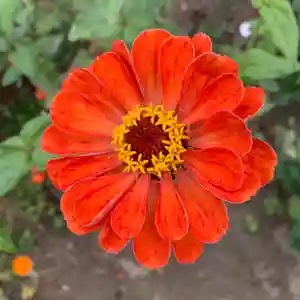 豊景神社の自然(2020年10月25日(日) 06時12分55秒投稿)