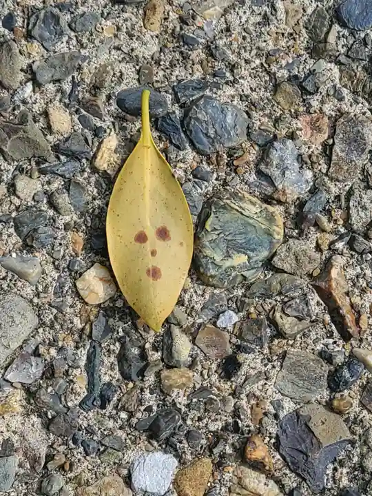 観音寺 (奥戸町)(栃木県)