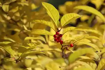 開成山大神宮の自然