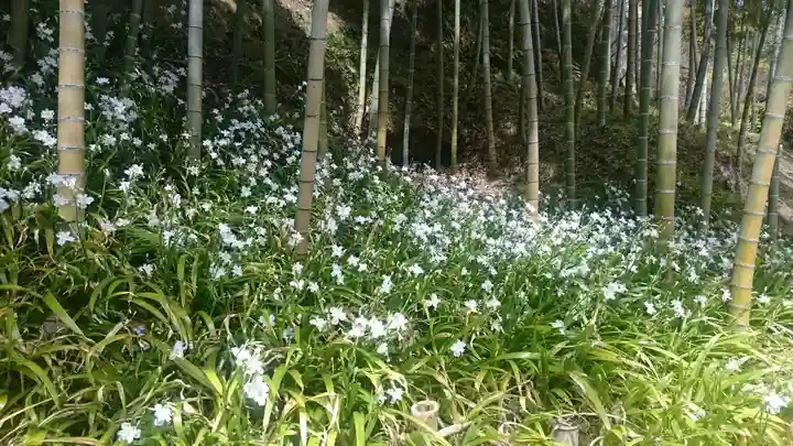 長壽寺(長寿寺)の周辺