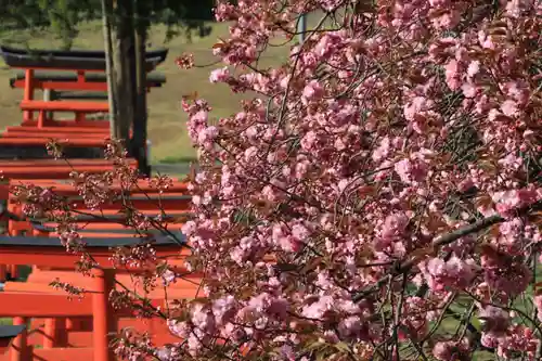 高屋敷稲荷神社の自然