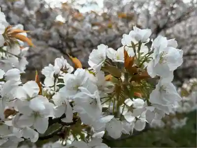 仁和寺(京都府)