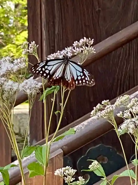 真正極楽寺(真如堂)の動物