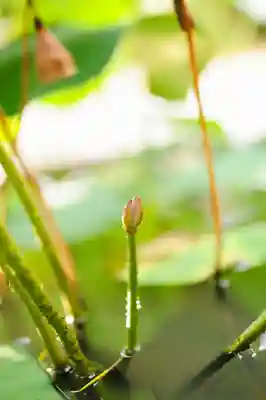 浄土寺(兵庫県)