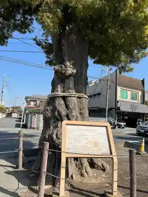 前玉神社の自然