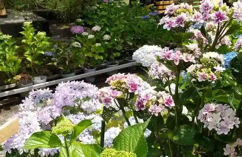 光照寺(新潟県)