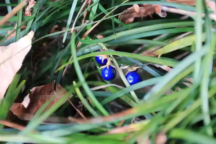 鹿島大神宮の自然