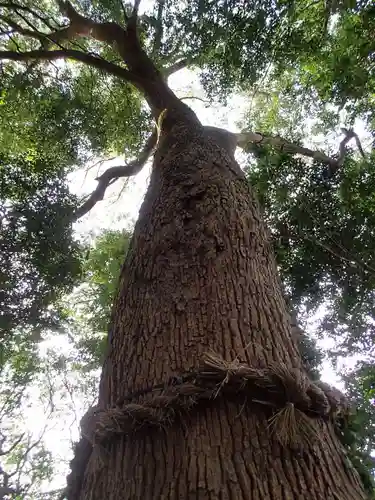 平群坐紀氏神社の自然