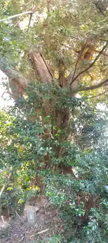 鹿島神社の自然