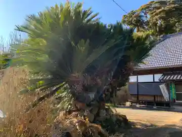 妙蓮寺(千葉県)