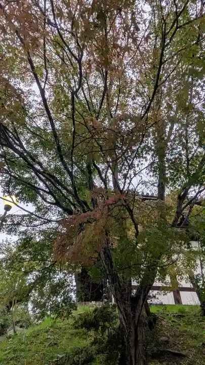 くろ谷 金戒光明寺(京都府)