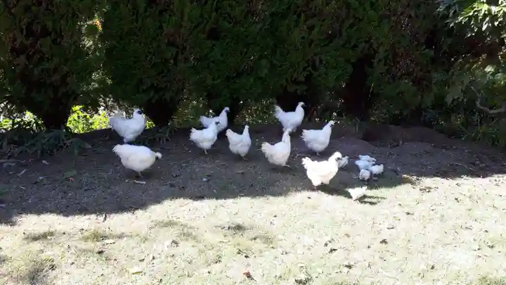 高屋敷稲荷神社の動物