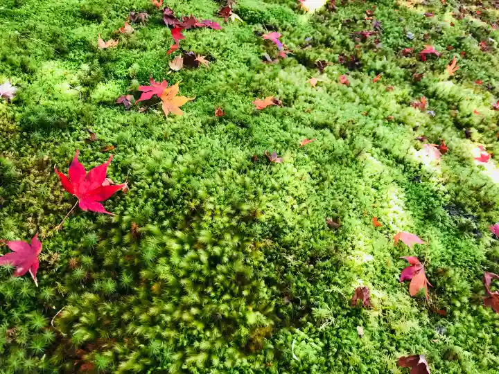 西芳寺の{uncategorized: "未分類", other: "その他", undefined: "問題あり", building: "その他建物", grave: "お墓", sacred_gate: "鳥居", guardian: "狛犬", statue: "像", buddha: "仏像", history: "歴史", nature: "自然", garden: "庭園", animal: "動物", pagoda: "塔", temizu: "手水舎", mountain_gate: "山門・神門", sanctuary: "本殿・本堂", subordinate: "末社・摂社", art: "芸術", scenery: "景色", jizo: "地蔵", ema: "絵馬", goshuin: "御朱印", omikuji: "おみくじ", items: "授与品その他", amulet: "お守り", goshuincho: "御朱印帳", eats: "食事", festival: "お祭り", votive_dance: "神楽", shichigosan: "七五三参", wedding: "結婚式", experience: "体験その他", initially: "初詣", around: "周辺", anti_infection: "感染症対策"}
