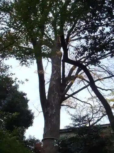 鎮守氷川神社の自然