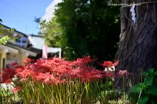 磐井神社(東京都)
