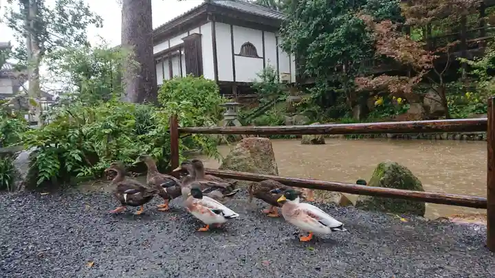 楽法寺(雨引観音)の動物
