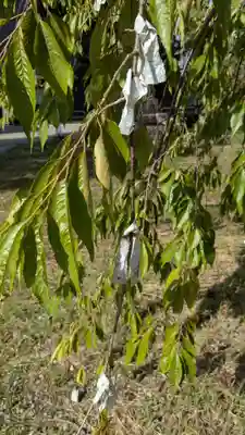 神明宮のおみくじ