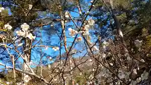 日蓮宗 総本山 塔頭 定林坊(じょうりんぼう)の自然 2021年02月27日(土)〜(2021年02月27日(土) 00時07分09秒投稿)