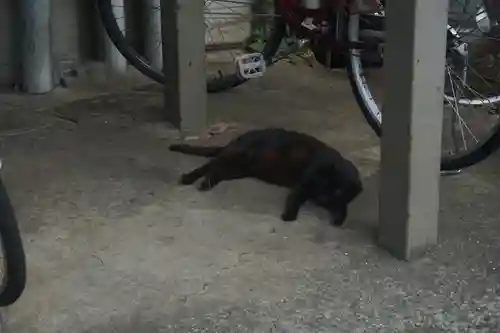 勝淵神社の動物