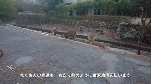興福寺の動物