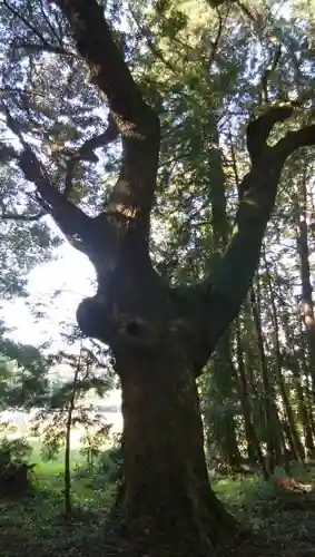 鹿嶋神社の自然