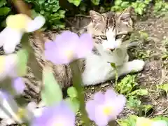 修那羅山安宮神社の動物