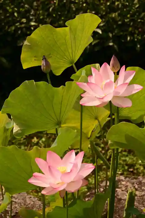 定福寺(高知県)
