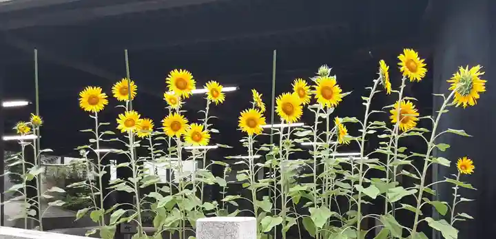 伊勢山皇大神宮(神奈川県)
