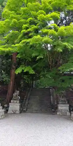 地主神社の狛犬