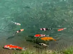 水分神社の動物