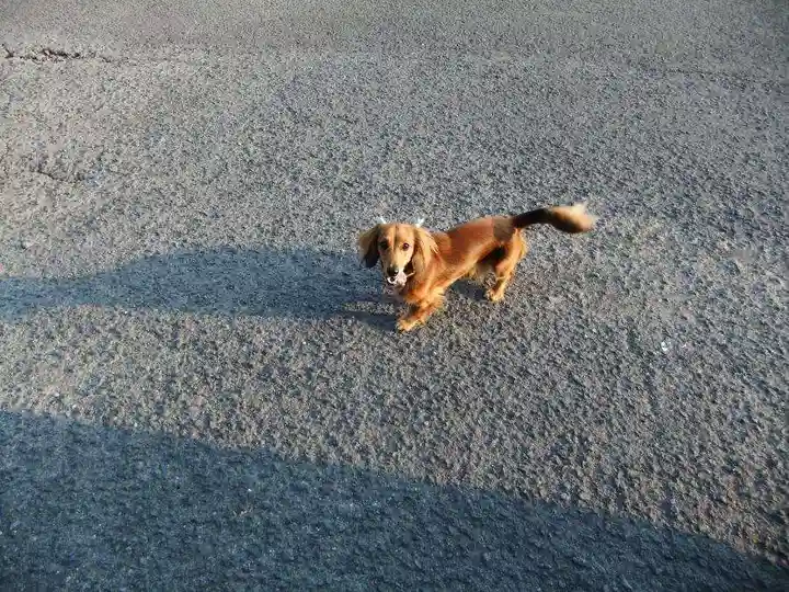 琴尾神社(長崎県)