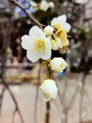 鳩森八幡神社(東京都)