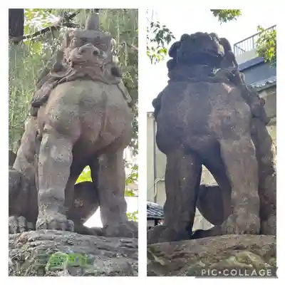 三島神社の狛犬