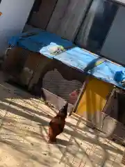 豊功神社の動物