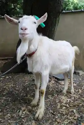 水稲荷神社の動物