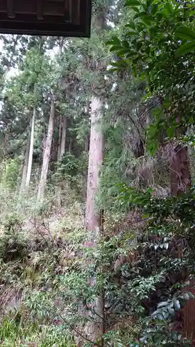 青渭神社里宮の自然